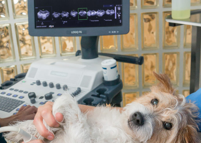 Echographie à la Clinique vétérinaire des Olympiades