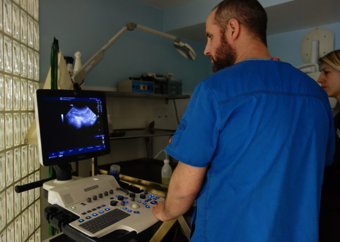 Echographie avec le Dr Patrice Rault à la Clinique vétérinaire des Olympiades