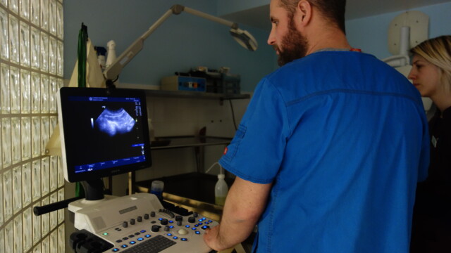 Echographie avec le Dr Patrice Rault à la Clinique vétérinaire des Olympiades